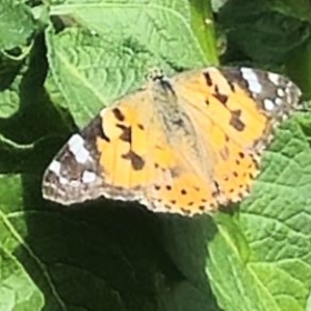 Distelfalter 2026-06-15 11.59.